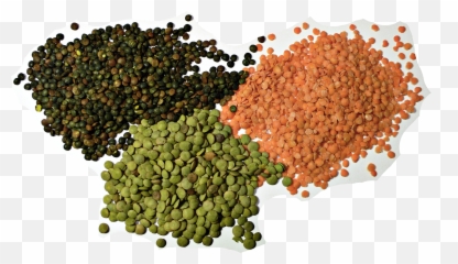 Lentil - Wikipedia Lentil Beans Png,Kik Purple Icon