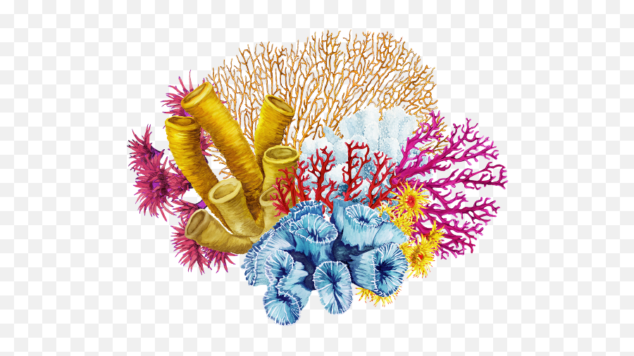 Coral Png 2 Image - Transparent Background Coral Reef Png,Coral Png
