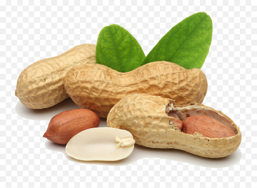 Free Peanut Png Transparent Images - Peanut Png,Peanut Transparent