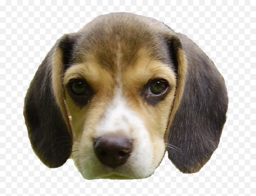 Animal Head Png 1 Image - Dog Head Transparent Background,Animal Head Png