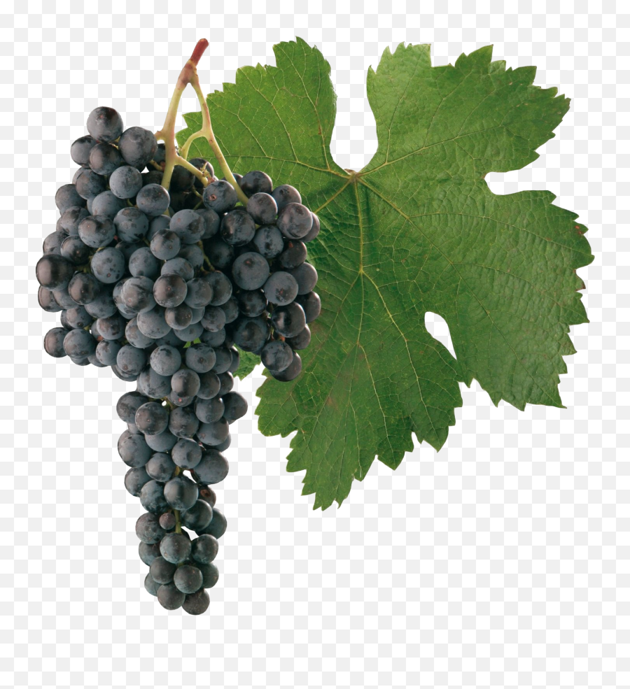 Grapes - Fruitspngtransparentimagescliparticonspngriver Cabernet Sauvignon Grapes Png,Grapes Png
