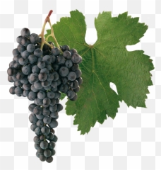 Grapes - Fruitspngtransparentimagescliparticonspngriver Cabernet Sauvignon Grapes Png,Grapes Png