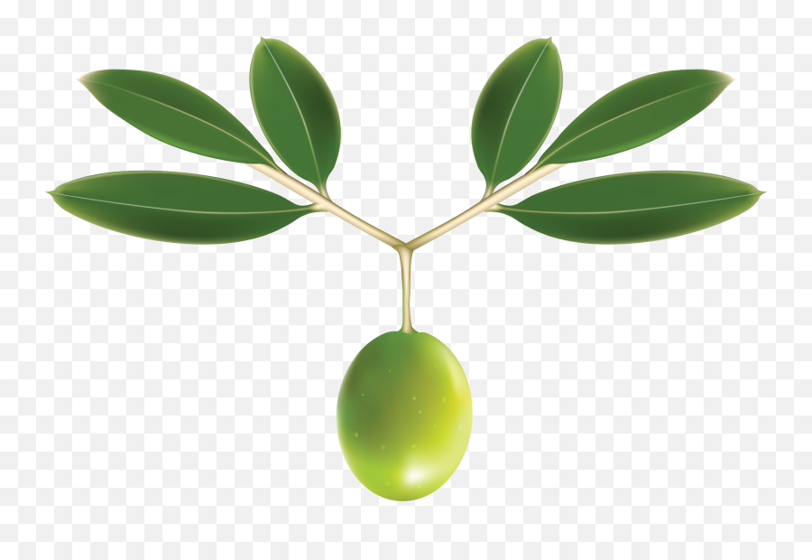 Olive Png