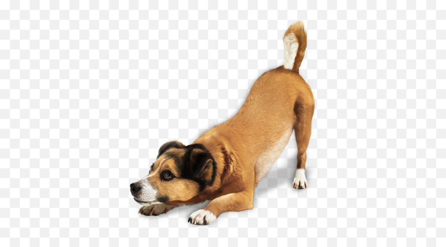 Dogs Png Image Without Background - Dog Png,Dog Transparent Background