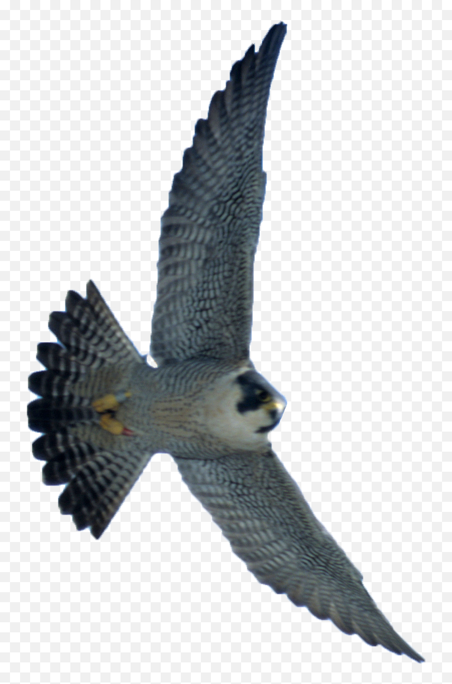 Peregrine Falcon Png 7 Image - Transparent Peregrine Falcon Png,Falcon Png