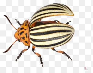 Rigged Royalty - Leaf Beetle Png,Beetle Png