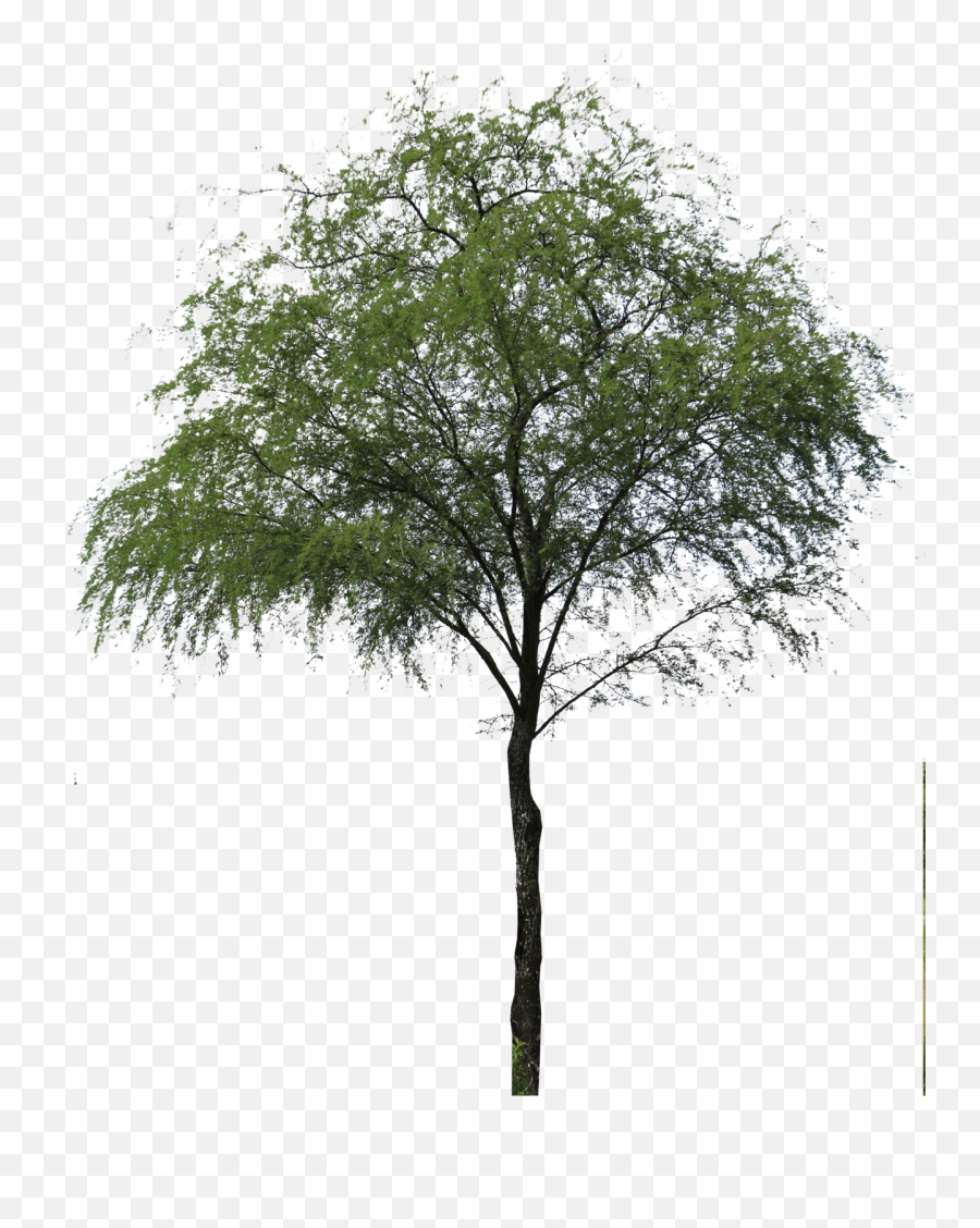 Download Hd Huizache Arbol Png - Huizache Arbol Png,Arbol Png