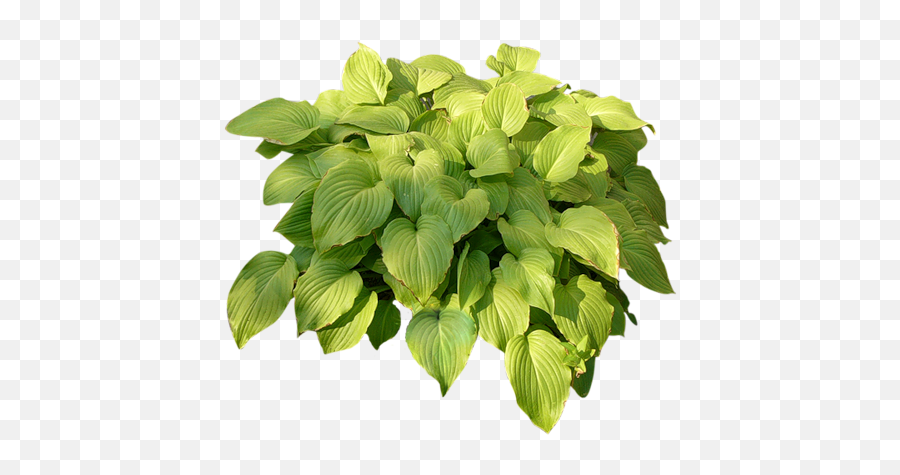 Gifyanimacjaobrazki Png Zielono I Wiosennie Plant - Basil Plants Photoshop Png,Shrubbery Png