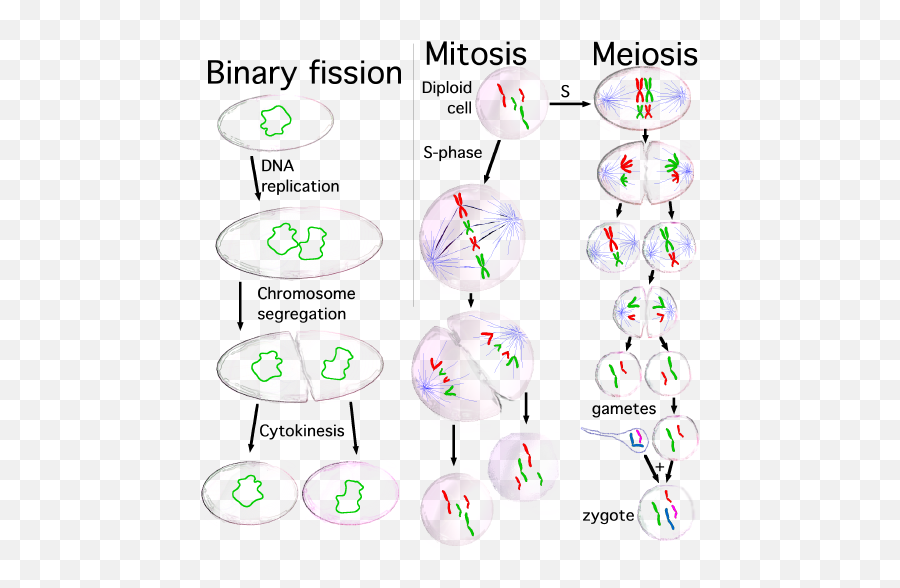 Filethree Cell Growth Typespng - Wikimedia Commons Phases Of Mitosis And Meiosis,Chromosome Png