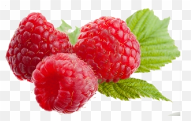 Large Raspberry Transparent Png - Stickpng Benefits Of Raspberries,Raspberries Png