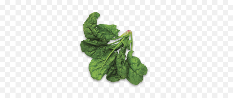 Spinach Top View Png - Veg Leaf,Spinach Png