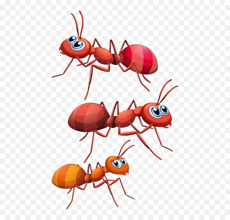 Download - Ants Cartoon Png,Ant Transparent
