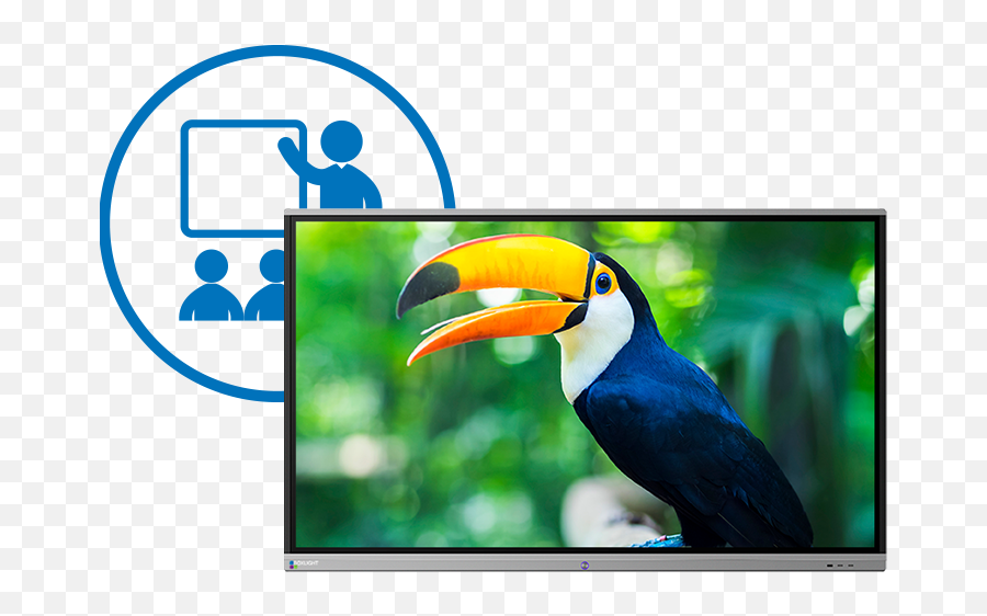 The Procolor Interactive Flat Panel Display By Boxlight - Amazon Rainforest With Animals Png,Flat Screen Png