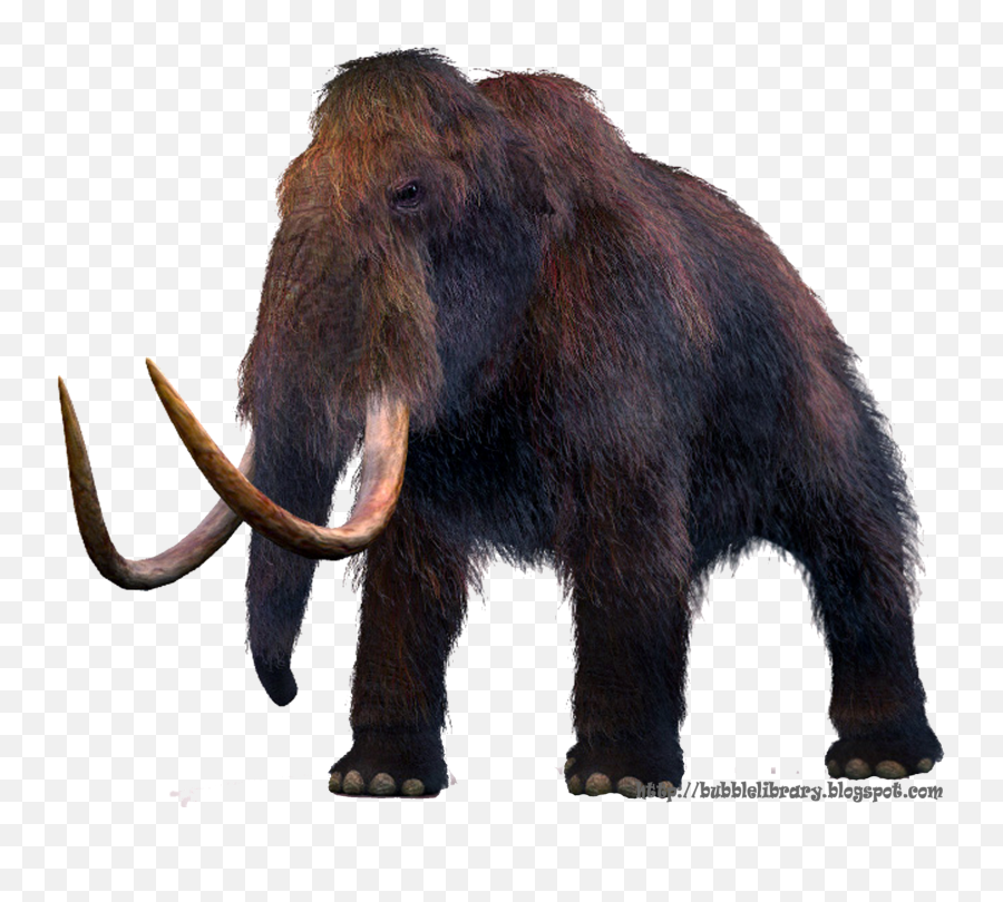 What Did A Mammoth Eat - Transparent Mammoth Png,Mammoth Png