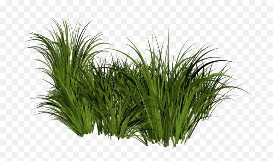 Beach Grass Png File - Realistic Grass Png,Green Grass Png