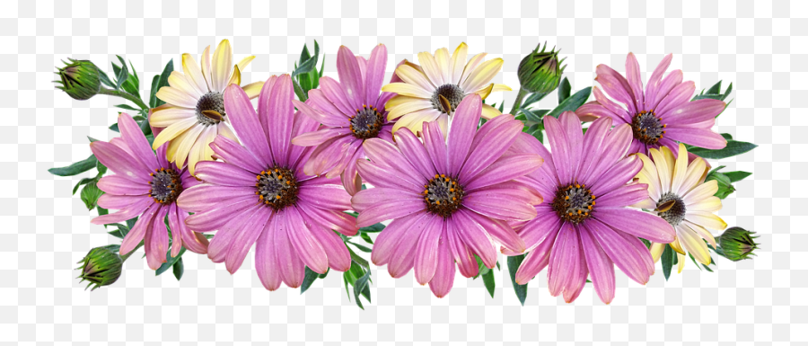 Flowers Daisies Arrangement - Bunga Aster Png,Margaritas Png