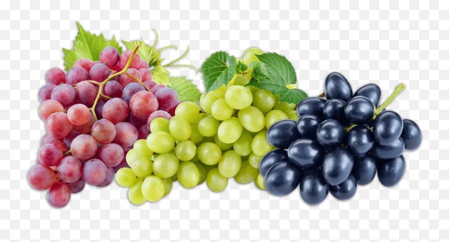 Grapes - Fruitspngtransparentimagescliparticonspngriver Grapes Fruits Png,Fruits Png