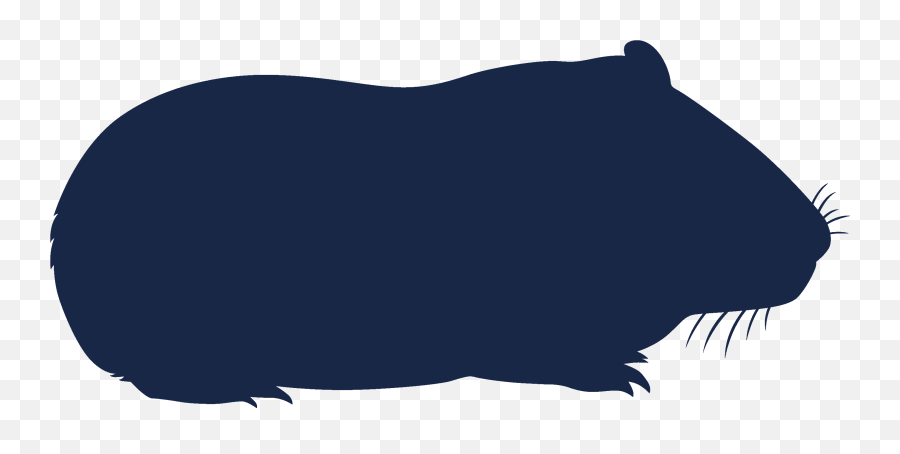 My First Guinea Pig Petstock Blog - Guinea Pig Silhouette Png,Guinea Pig Icon