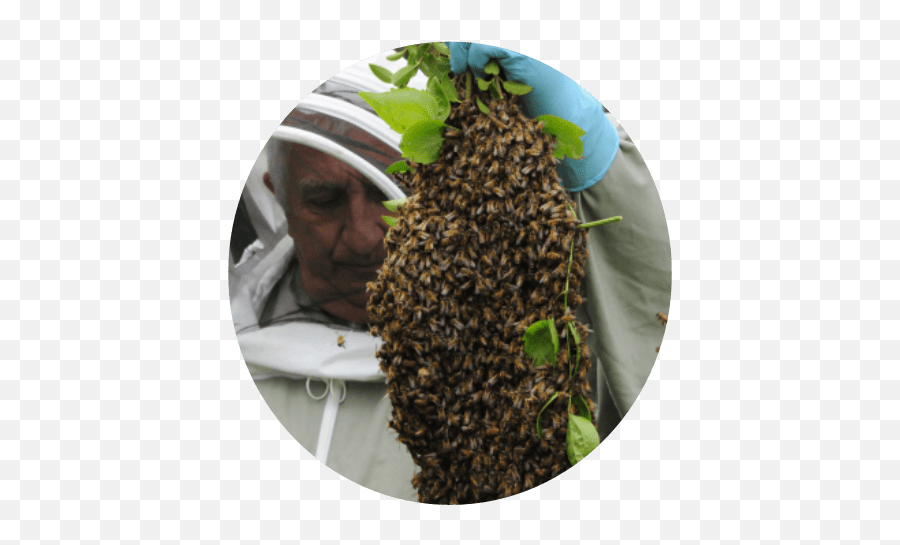 Beckys Beezzzs Meet The Team - Africanized Bee Png,Honeybee Icon