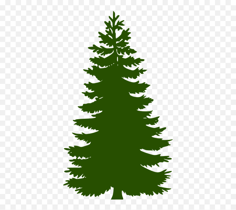Fir Tree Huge Evergreen - Green Pine Tree Clipart Png,Christmas Tree Vector Png