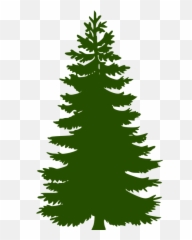 Fir Tree Huge Evergreen - Green Pine Tree Clipart Png,Christmas Tree Vector Png