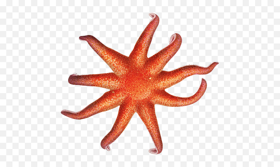 Starfish Ocean Sea Fish Beach Star Puzzle - Starfish Png,Starfish Small Icon