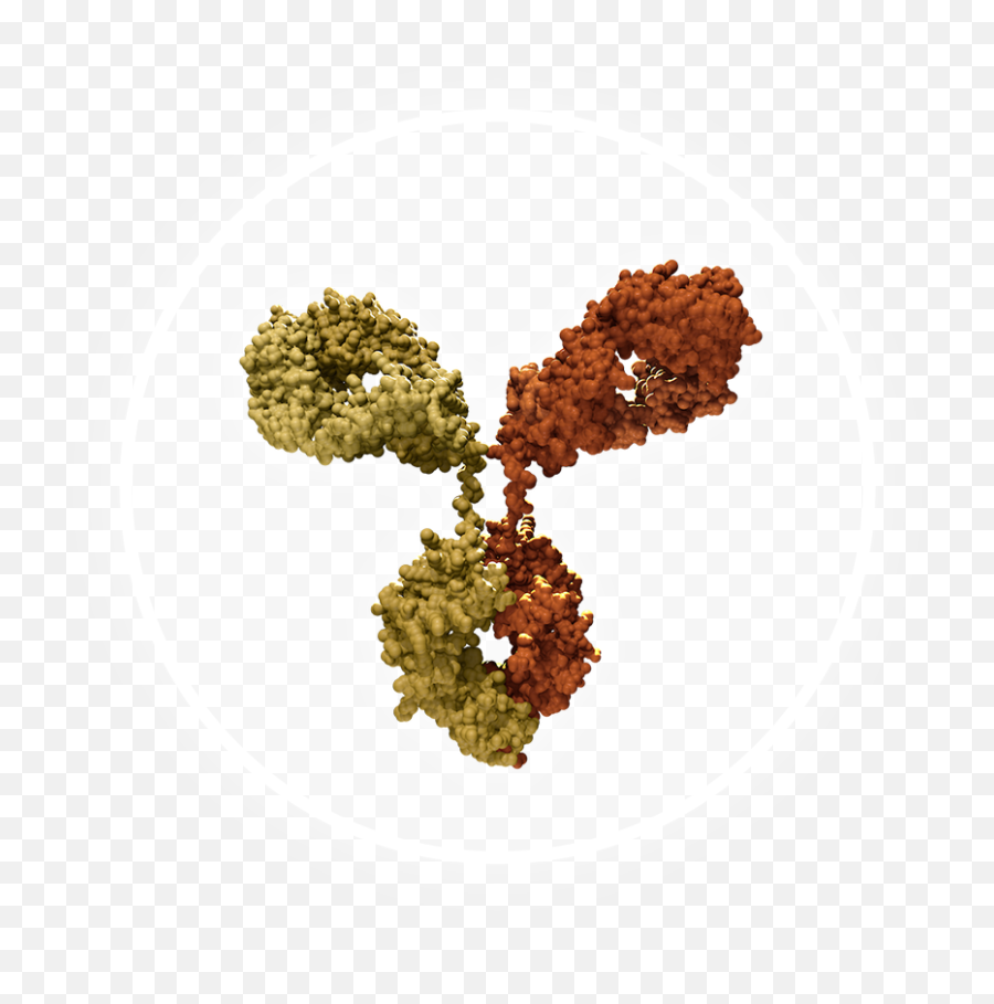 Amgen Oncology Pipeline Png Antibody Icon
