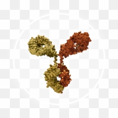 Amgen Oncology Pipeline Png Antibody Icon