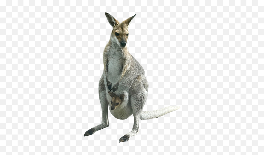 Download Free Png Kangaroo Image - Kangaroo With Baby Png,Kangaroo Transparent Background