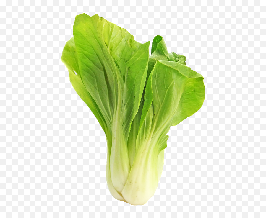 Bokchoy Bok Choy Cabbage - Free Photo On Pixabay Bok Choy In Urdu Png,Cabbage Png