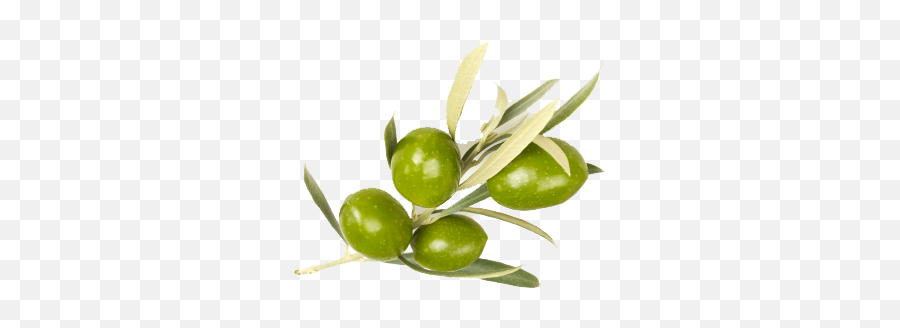 Png Images Transparent Free Download - Transparent Background Olives Png Transparent,Olive Png