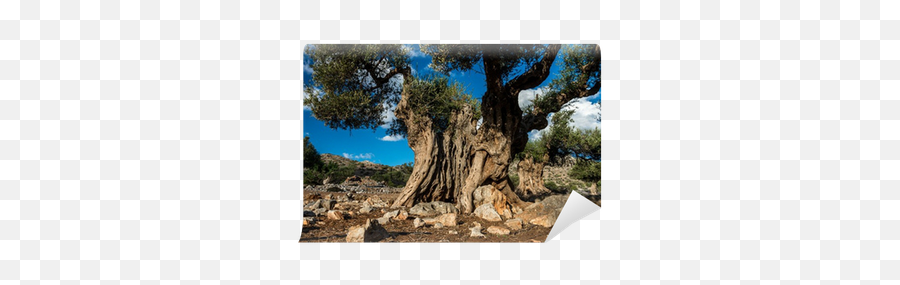 Ancient Olive Tree Wall Mural U2022 Pixers - We Live To Change Western Juniper Png,Olive Tree Png
