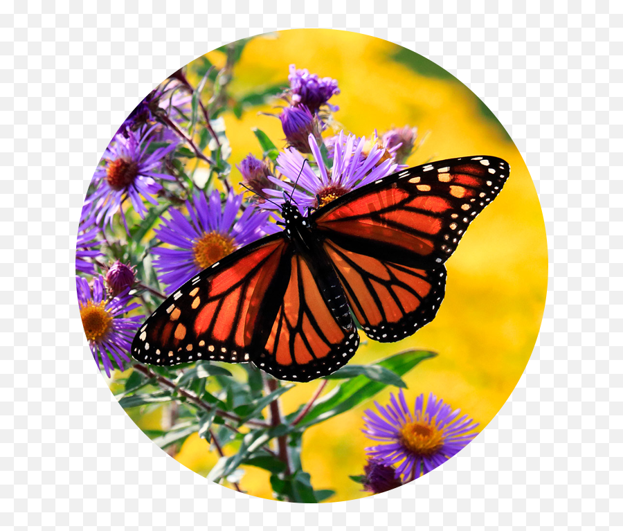 Canadian Wildlife Federation Help The Monarchs - Monarch Butterfly On Purple Flower Png,Monarch Butterfly Png