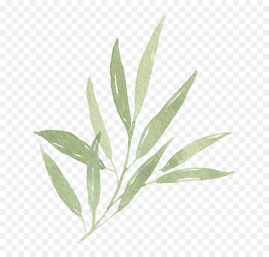 Watercolor Leaf Branch 01 - Watercolor Leaves Png Transparent Olive Leaf Png,Tree Leaves Png
