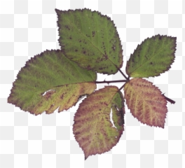 405x405 U003e Pix Photos V05 Png The Texture Of Foliage - Canoe Birch,Foliage Png