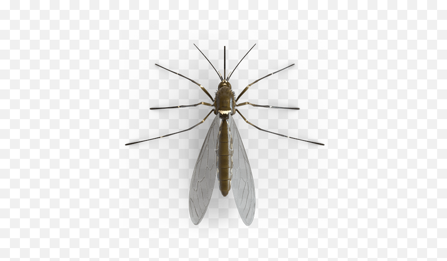 Mosquito Png - Mosquito,Mosquito Transparent Background