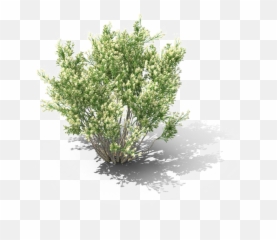 Shrub Png Download Image - Baccharis Pilularis