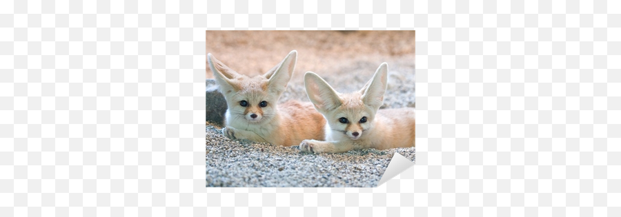 Kit Fox Png Images - Desert Fox,Fennec Fox Png