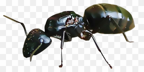 Identify And Control Common Ants - Hormiga Del Pavimento Png,Ants Png