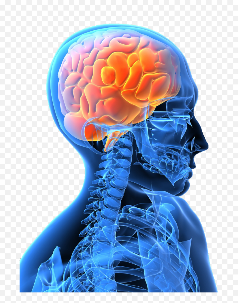 Neurological Physiotherapy Png Nervous System