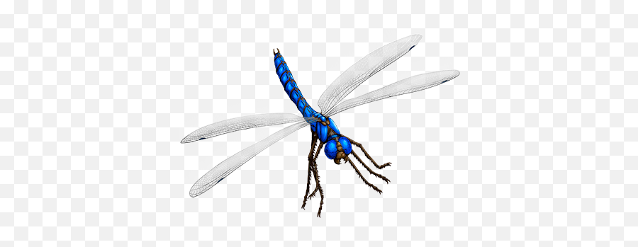 Dragonfly Prickler - Wesnoth Units Database Png,Dragon Fly Png