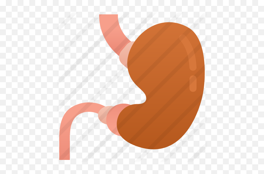 Stomach - Free Medical Icons Illustration Png,Stomach Png