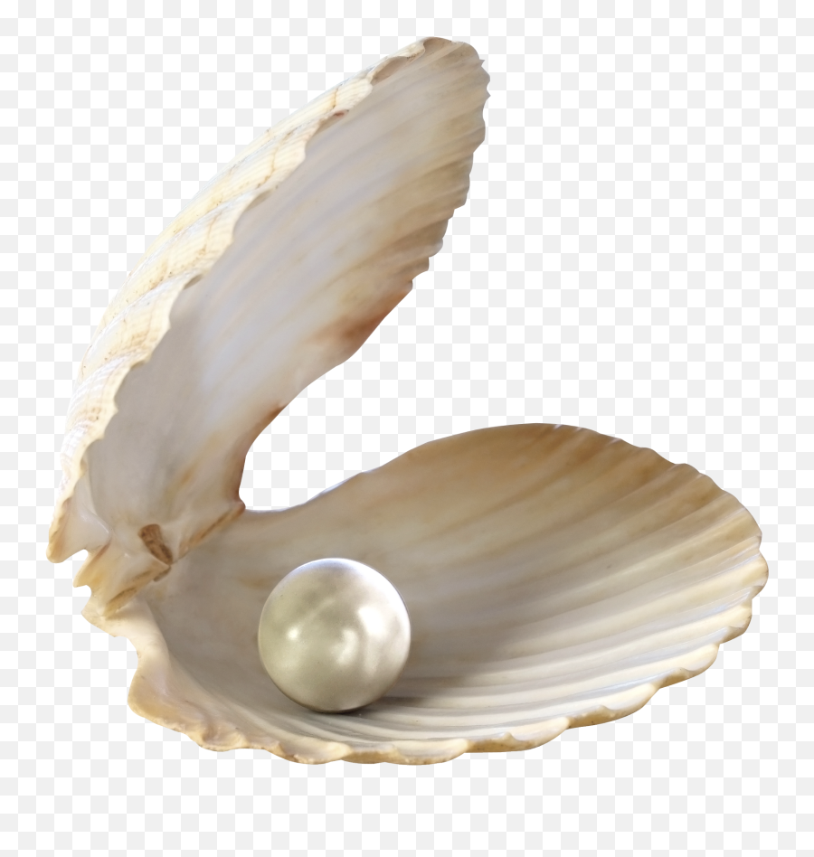 Clam Clipart Transparent Background Pearl Png