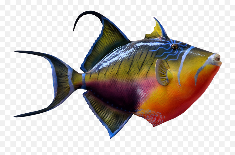 Colorful Fish Png Transparent Image Fishes