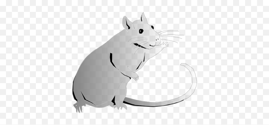 Download Animal Rat Rodent - Clip Art Clip Art Png,Rat Transparent
