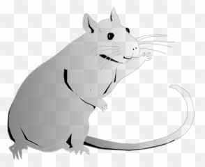 Download Animal Rat Rodent - Clip Art Clip Art Png,Rat Transparent