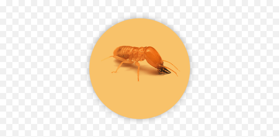 Termite Control Professional Solutions - Termite Png,Termite Png