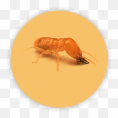 Termite Control Professional Solutions - Termite Png,Termite Png