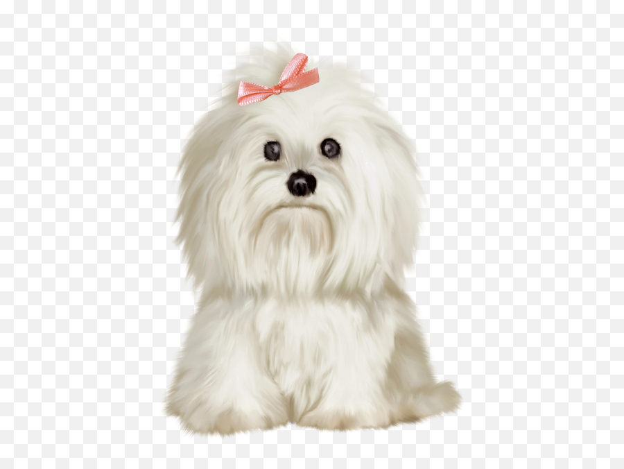Pin Em Golden Retriever Png Images - Maltese Dog Transparent Background,Cute Dog Png