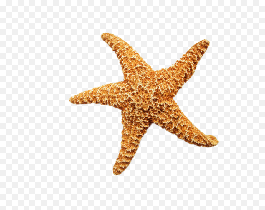 Starfish Transparent Background Free - Transparent Background Starfish Png,Starfish Clipart Transparent Background